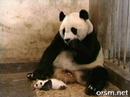 Maman panda et son petit